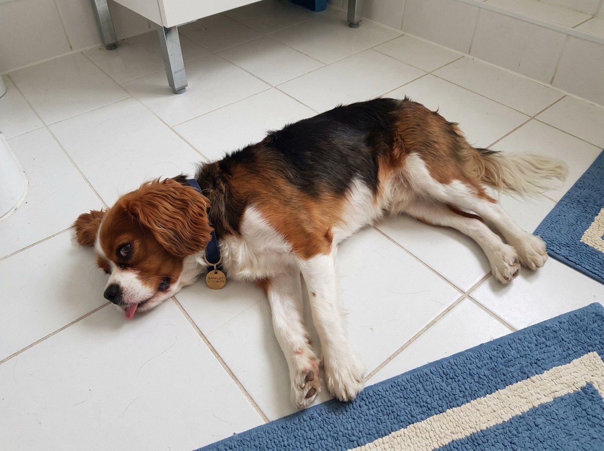 Cavalier King Charles liegt auf kühlen Fliesen