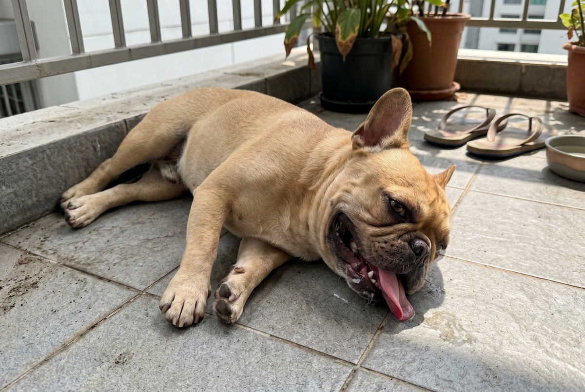 Französische Bulldogge hechelt bei Sommerhitze